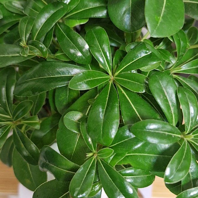 Photo of the plant species Japanese Cheesewood by @ProudlyDaisy45 named Fernie Saunders on Greg, the plant care app