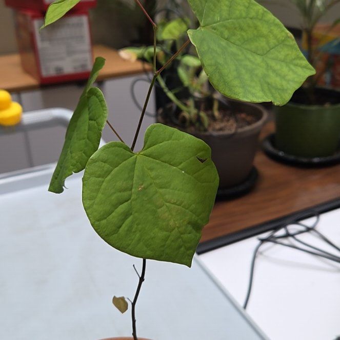 Photo of the plant species Eastern Redbud by @PetJuniper11 named Redbud on Greg, the plant care app