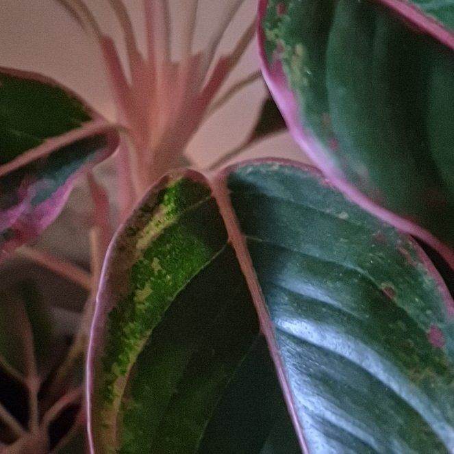 Photo of the plant species Stromanthe sanguinea 'Tricolor' by @HandyCorkelm40 named Shakira on Greg, the plant care app