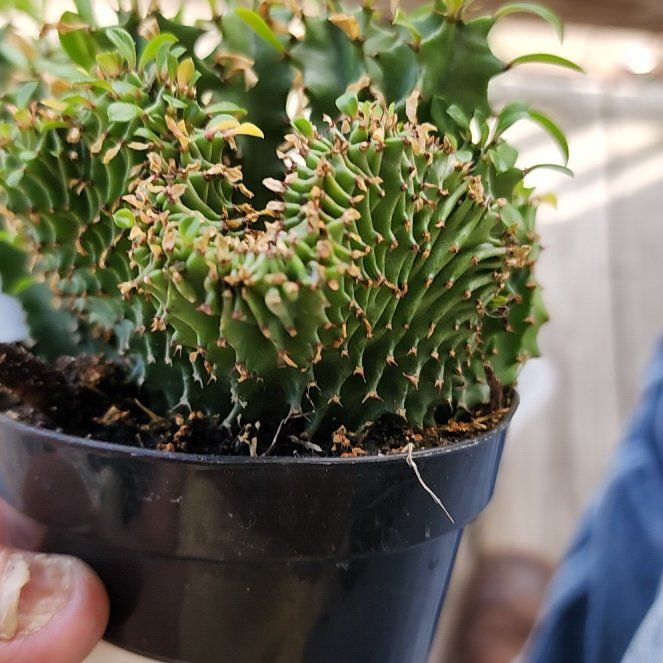 Photo of the plant species Crested African Candelabra by @PatientSapote58 named Corral Grimes on Greg, the plant care app