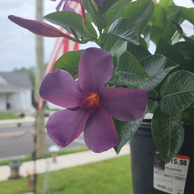 Photo of the plant species 'Bluephoria' by @PatientSapote58 named Princess Violet on Greg, the plant care app