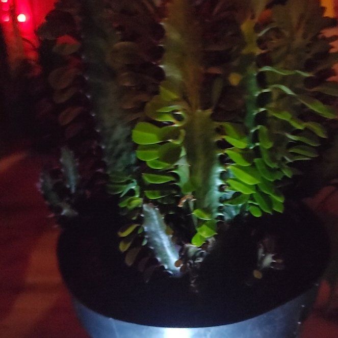 Photo of the plant species Royal Red African Milk Tree by @PatientSapote58 named Bloody Mary on Greg, the plant care app