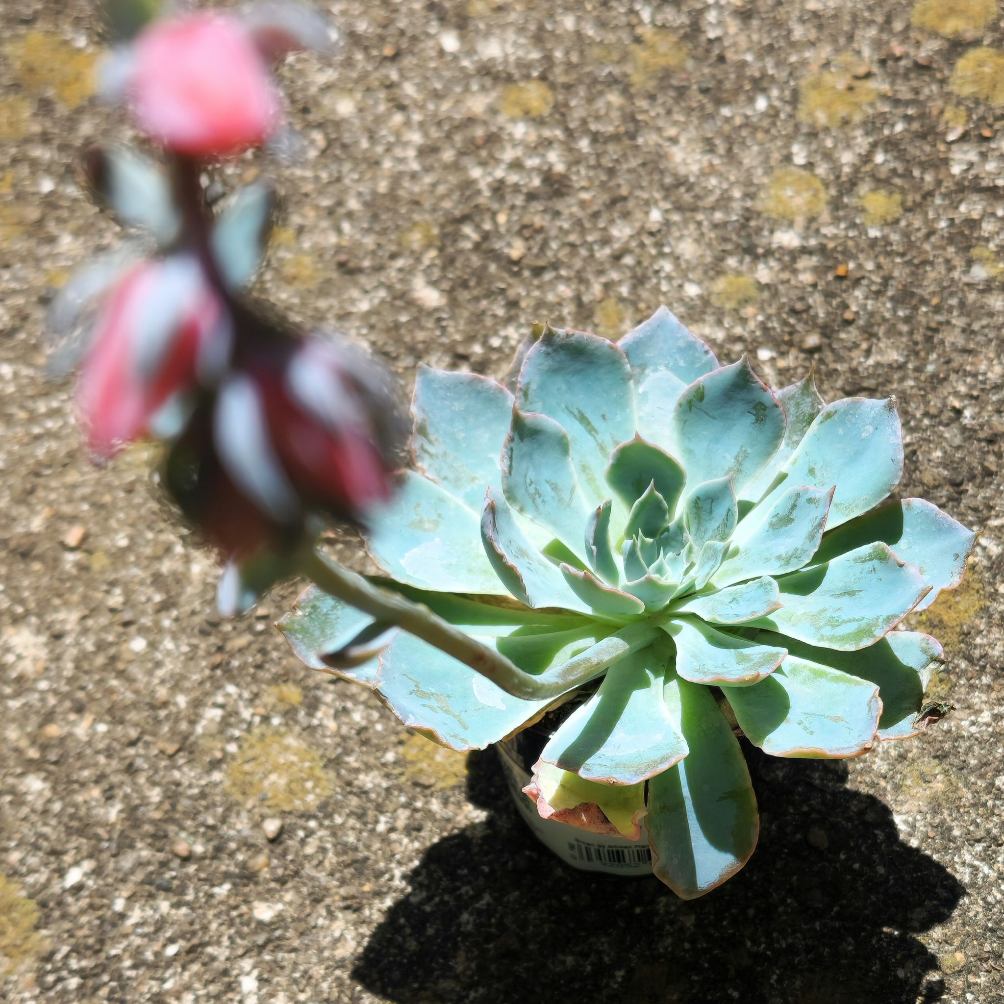 Photo of the plant species Echeveria 'Blue Heron' by @PatientSapote58 named Khaleesi on Greg, the plant care app