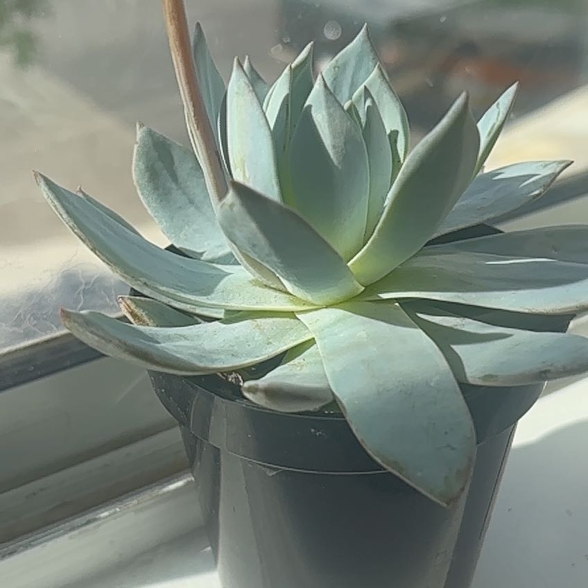 Photo of the plant species Peacock Echeveria by @HotSoybean17 named Rihanna on Greg, the plant care app