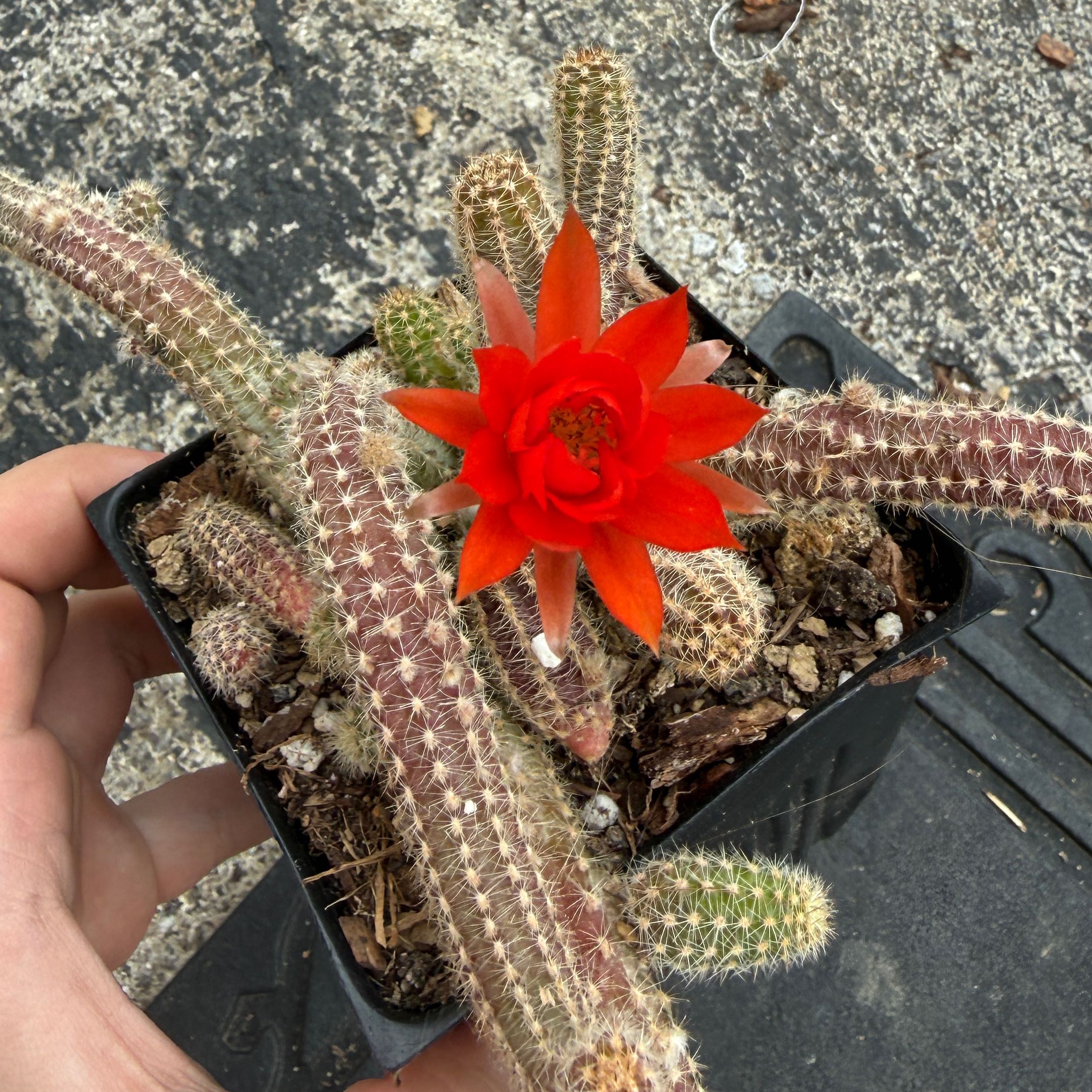 Photo of the plant species Peanut Cactus by @junebuggie14 named Peanut on Greg, the plant care app