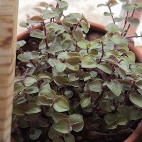 Photo of the plant species Callisia 'Gold' by @junebuggie14 named Callisia repens on Greg, the plant care app