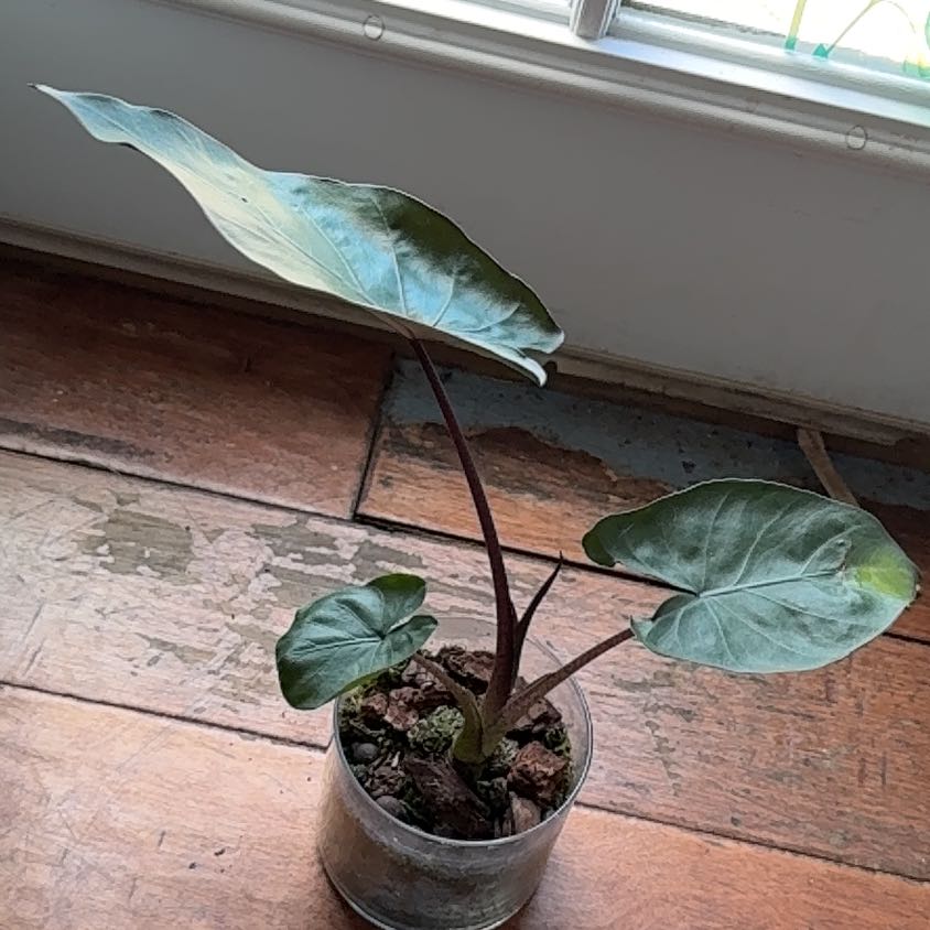 Photo of the plant species Metalhead by @junebuggie14 named rooted from a corm<3 on Greg, the plant care app