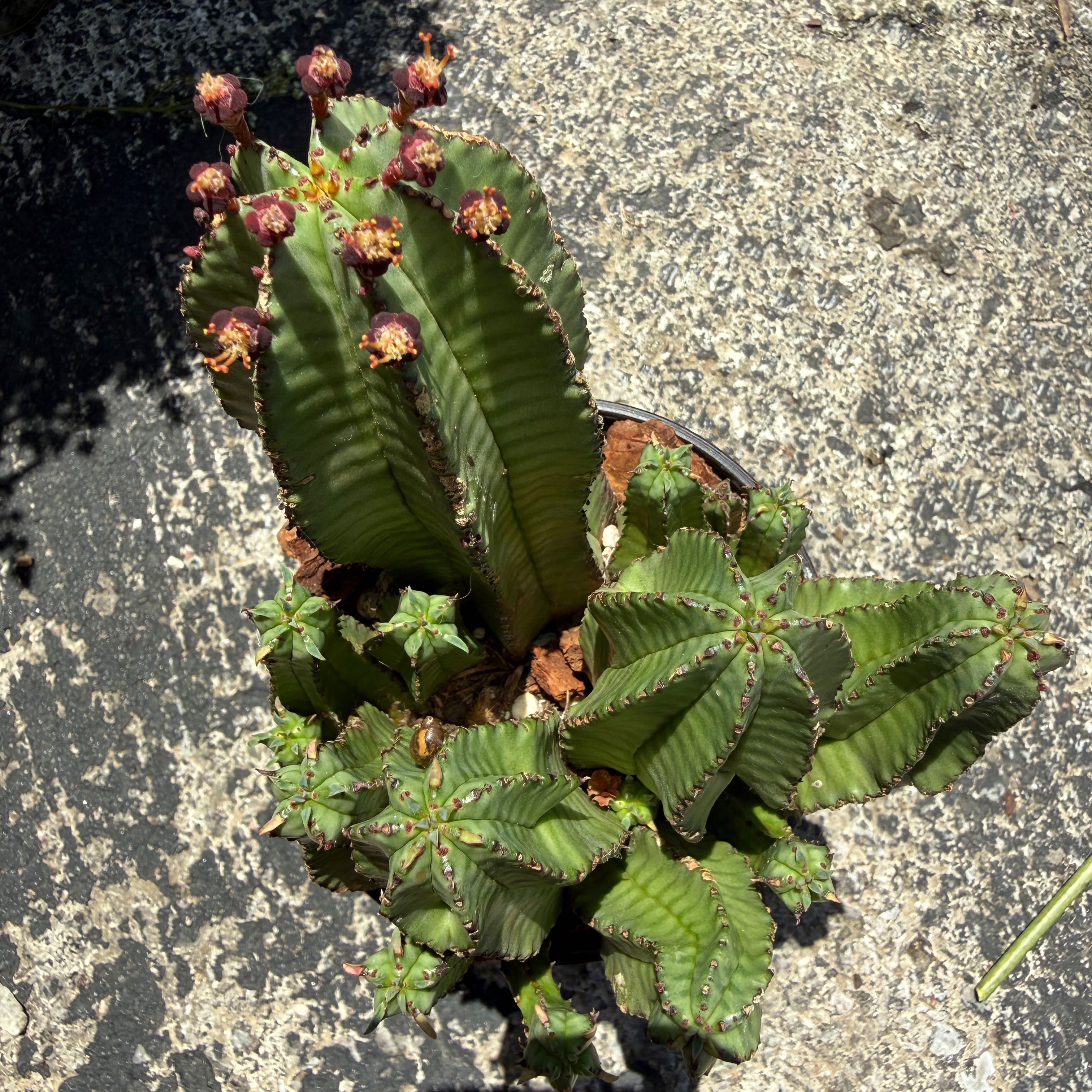 Photo of the plant species Tanzania Zipper Plant by @junebuggie14 named Zipper Cactus on Greg, the plant care app