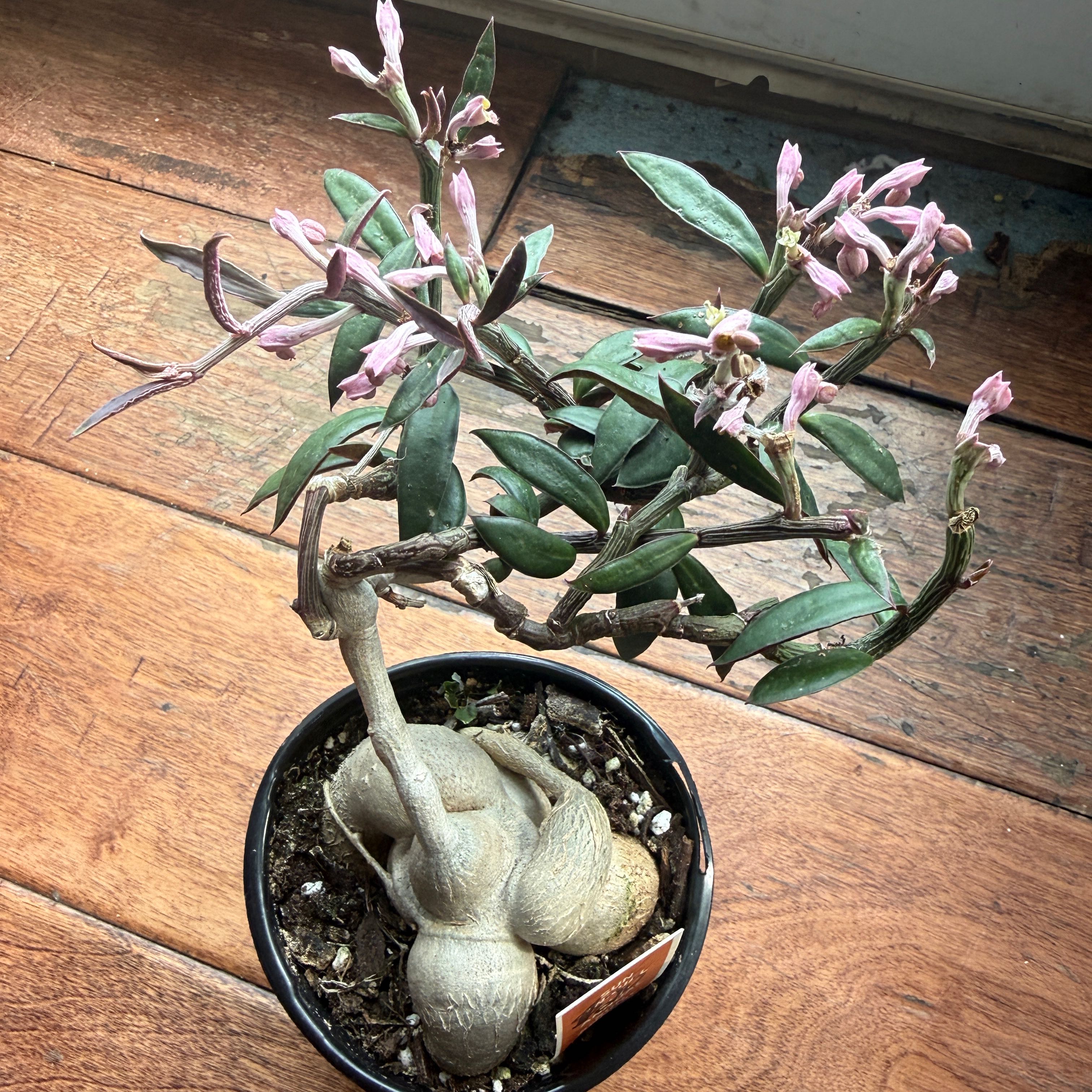 Photo of the plant species Monadenium spp. by @junebuggie14 named Euphorbia neorubella on Greg, the plant care app