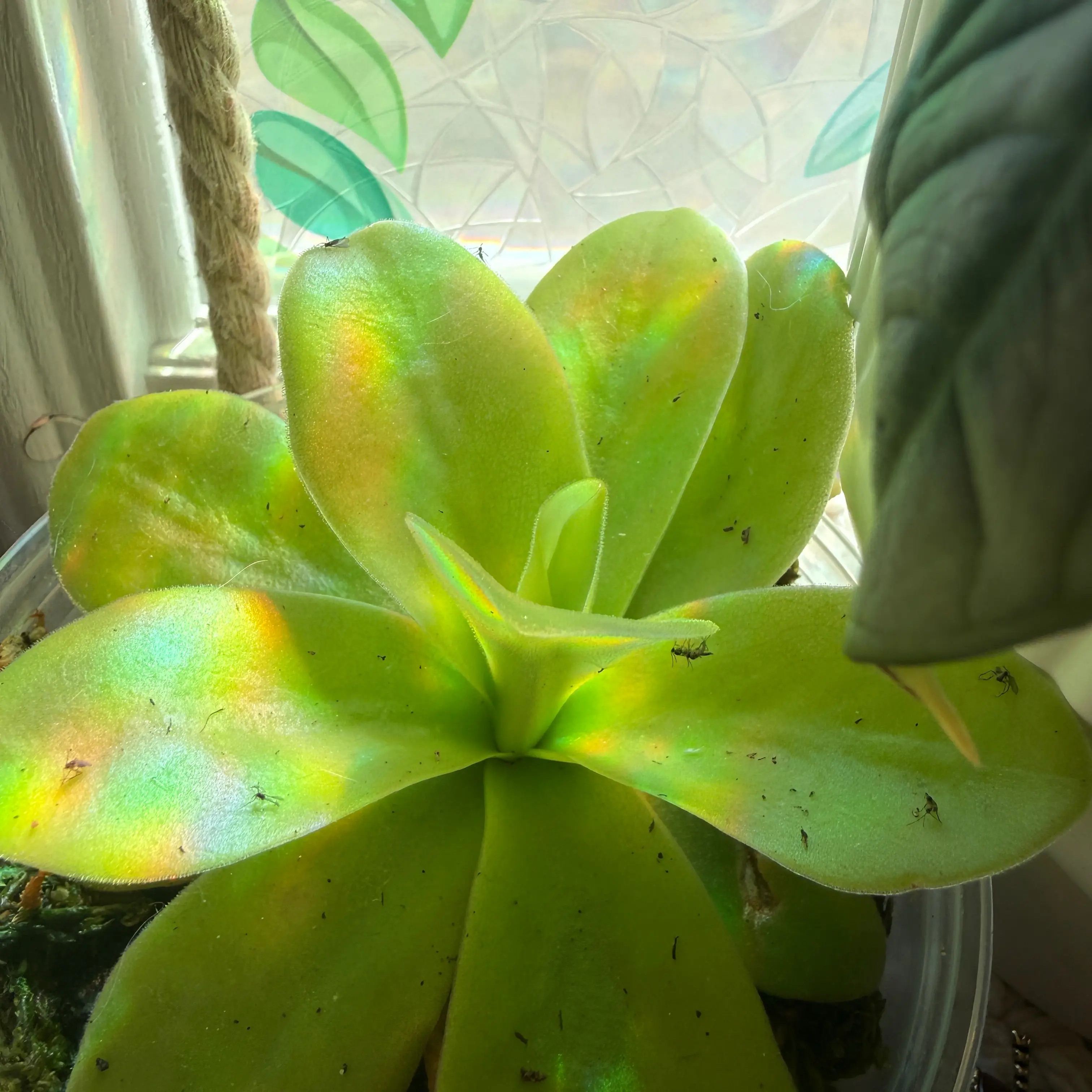 Photo of the plant species Giant Butterwort by @junebuggie14 named PingPing on Greg, the plant care app