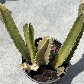 Photo of the plant species Zulu Giant by @ZingySuncup9 named Harry on Greg, the plant care app