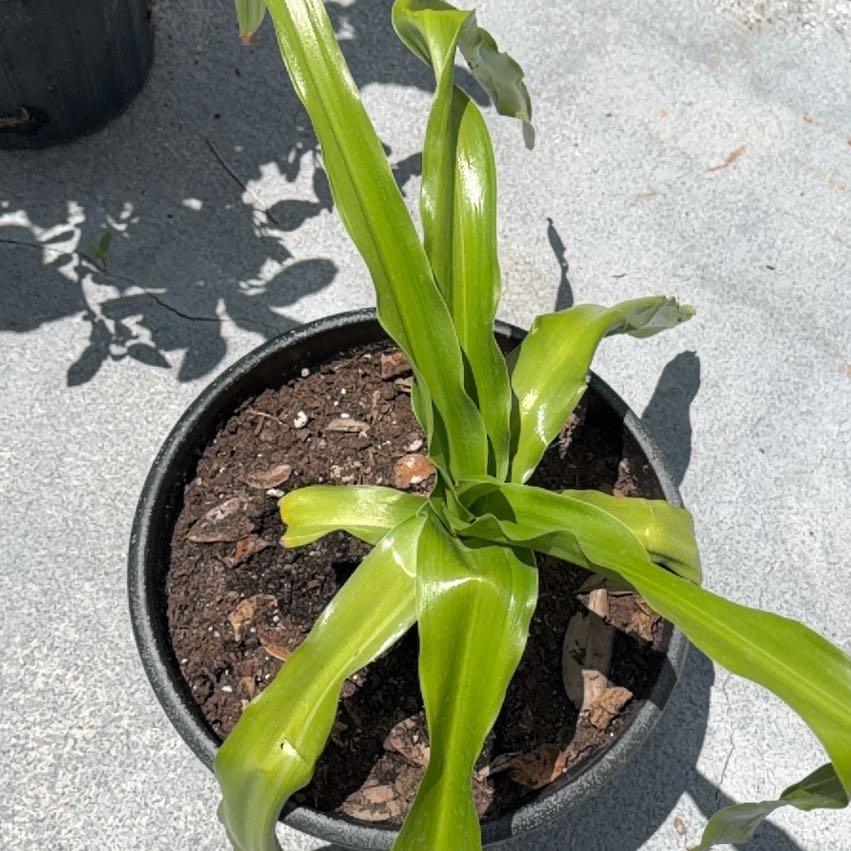 Photo of the plant species Poisonbulb by @ZingySuncup9 named Ronaldo on Greg, the plant care app