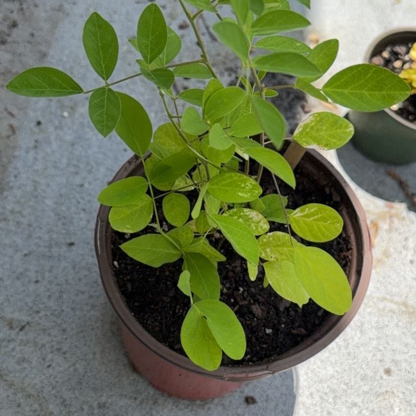 Photo of the plant species Asian Pigeonwings by @ZingySuncup9 named Naomi on Greg, the plant care app