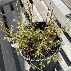 Photo of the plant species Delphinum by @ZingySuncup9 named Cleopatra on Greg, the plant care app