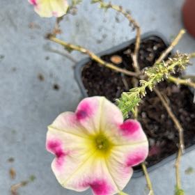 Photo of the plant species Petunia by @ZingySuncup9 named Lola on Greg, the plant care app