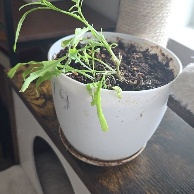 Photo of the plant species arugula by @KeenSkypilot65 named Foxxy on Greg, the plant care app