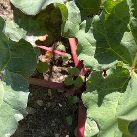 Photo of the plant species Garden Rhubarb by @BigtimeCentro90 named Demi on Greg, the plant care app