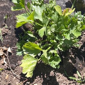 Photo of the plant species Leaf Celery by @BigtimeCentro90 named Fernie Mac on Greg, the plant care app