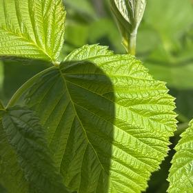 Photo of the plant species European Red Raspberry by @BigtimeCentro90 named Tolkien on Greg, the plant care app