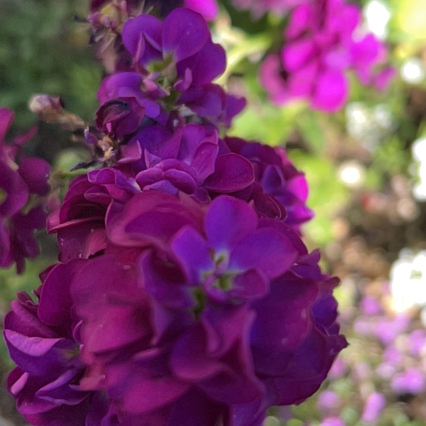 Photo of the plant species French Rose by @BigtimeCentro90 named Gates on Greg, the plant care app