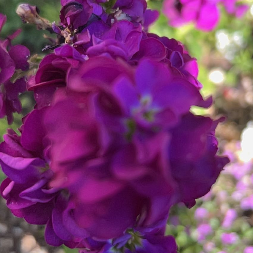 Photo of the plant species French Rose by @BigtimeCentro90 named Zion on Greg, the plant care app