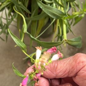 Photo of the plant species Lathyrus Latifolius by @BigtimeCentro90 named Bieber on Greg, the plant care app