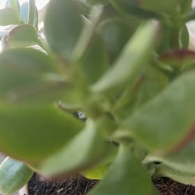 Photo of the plant species Tree Stonecrop by @AwesomePlanty43 named Nithin on Greg, the plant care app