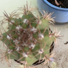 Photo of the plant species Queen of the Night by @AwesomePlanty43 named Khaleesi on Greg, the plant care app