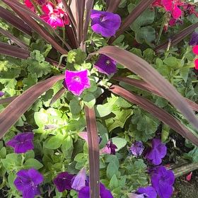Photo of the plant species Marvel of Peru by @AwesomePlanty43 named Bodhi on Greg, the plant care app