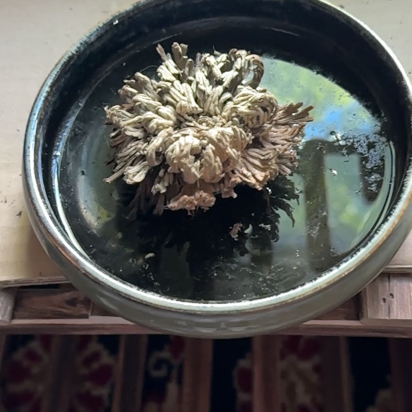 Photo of the plant species Rose of Jericho by @TotalRedbetel63 named Shakira on Greg, the plant care app