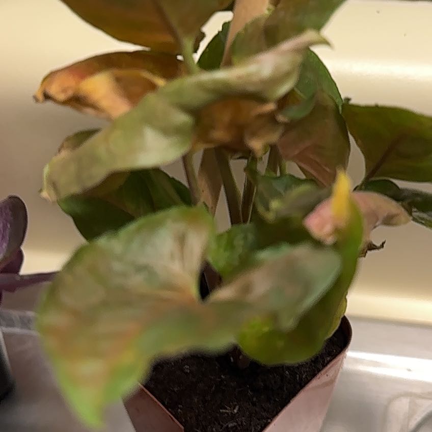 Photo of the plant species Common Beet by @TotalRedbetel63 named Leaf Erickson on Greg, the plant care app