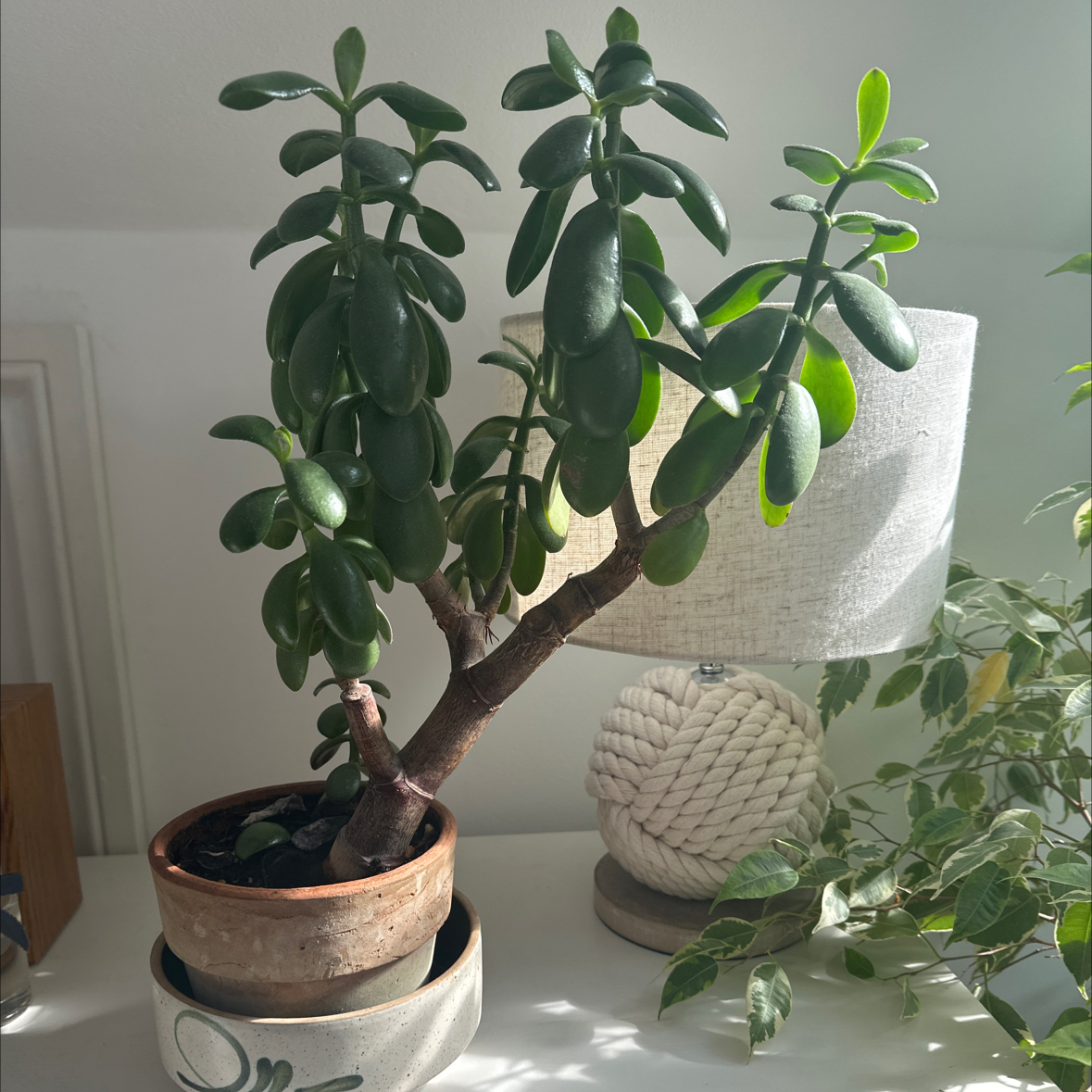 Lucky Plant plant photo by @kataep named Jade tree on Greg, the plant care app.