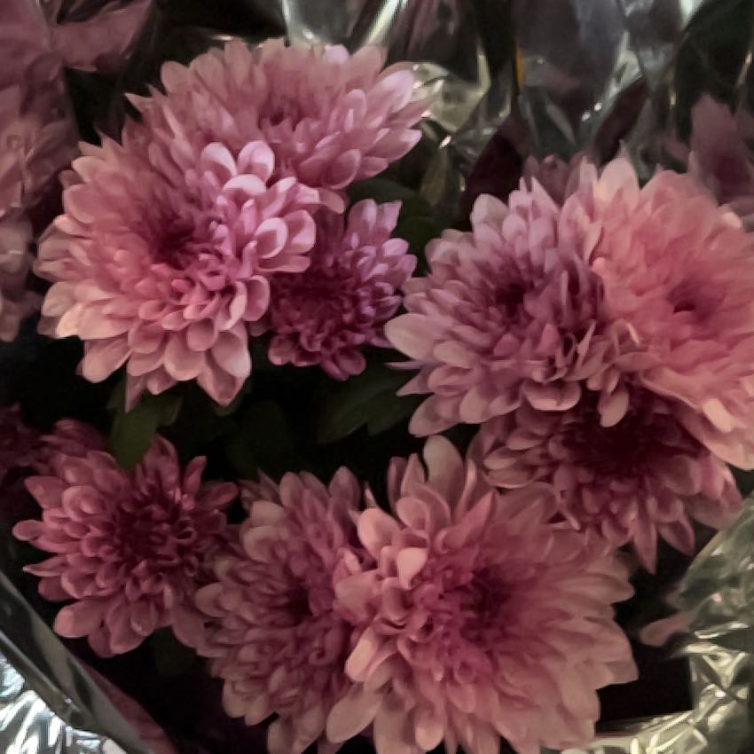 Photo of the plant species Callistephus by @GoodEmoryoak28 named Delilah on Greg, the plant care app