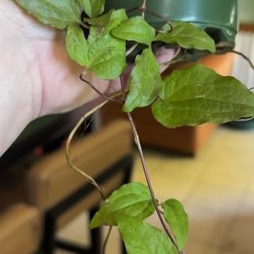 Photo of the plant species Evergreen Clematis by @BigMaypop17 named Miley on Greg, the plant care app