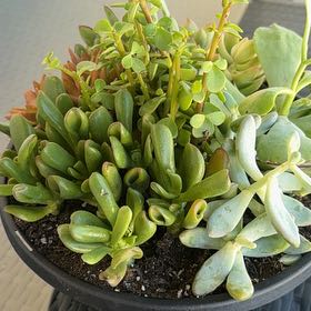 Photo of the plant species Succulent by @FineKiekie15 named Ulysses S Plant on Greg, the plant care app