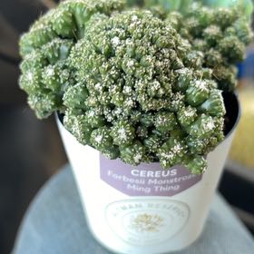 Photo of the plant species Ming Thing Cactus by @ElegantIcarus89 named Wall-E on Greg, the plant care app
