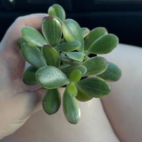 Photo of the plant species Crassula Obliqua by @BossOmnom22 named Scarlett on Greg, the plant care app