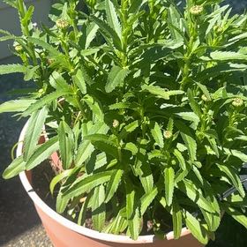 Photo of the plant species Obedient Plant by @EagerCorncob91 named Coco on Greg, the plant care app