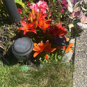 Photo of the plant species Orange Lily by @EagerCorncob91 named ChloroPhil on Greg, the plant care app
