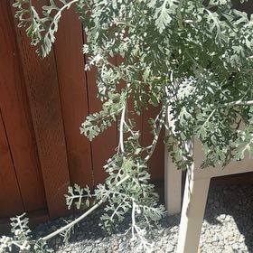 Photo of the plant species Jacobaea Maritima by @EagerCorncob91 named Diana on Greg, the plant care app