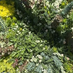 Photo of the plant species Myrtle Spurge by @ZarfLime4 named Girlfrond on Greg, the plant care app
