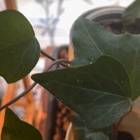 Photo of the plant species Canarian Ivy by @TopGabisan34 named Fernie Mercury on Greg, the plant care app