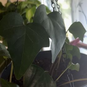 Photo of the plant species Canarian Ivy by @TopGabisan34 named Eva on Greg, the plant care app