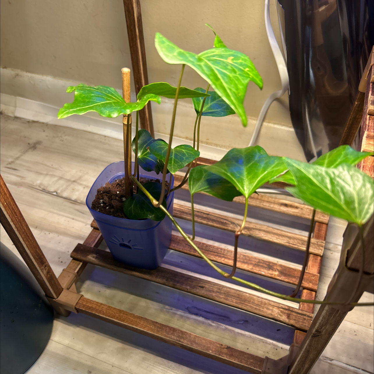 Photo of the plant species Canarian Ivy by @Steffiev named Fernie Mercury on Greg, the plant care app