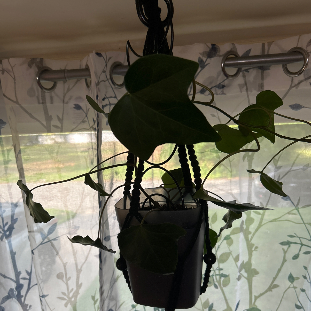 Photo of the plant species Canarian Ivy by @Steffiev named Eva on Greg, the plant care app
