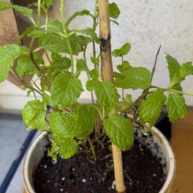 Photo of the plant species Apple Mint by @RespectfulMum39 named Fernie Mac on Greg, the plant care app