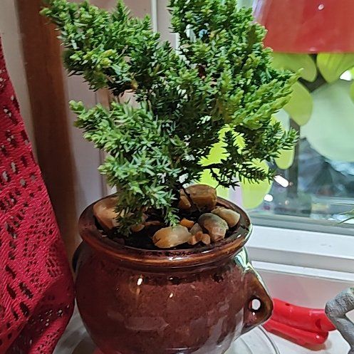 Photo of the plant species Blue Star Juniper by @HomelyFeijoa14 named Tupot amaroot on Greg, the plant care app