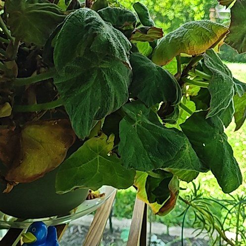 Photo of the plant species Fuzzy Begonia by @HomelyFeijoa14 named Rainier on Greg, the plant care app