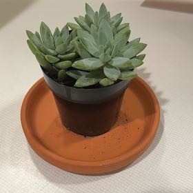 Photo of the plant species Graptosedum 'Vera Higgins' by @RadiantPandan81 named Plato on Greg, the plant care app