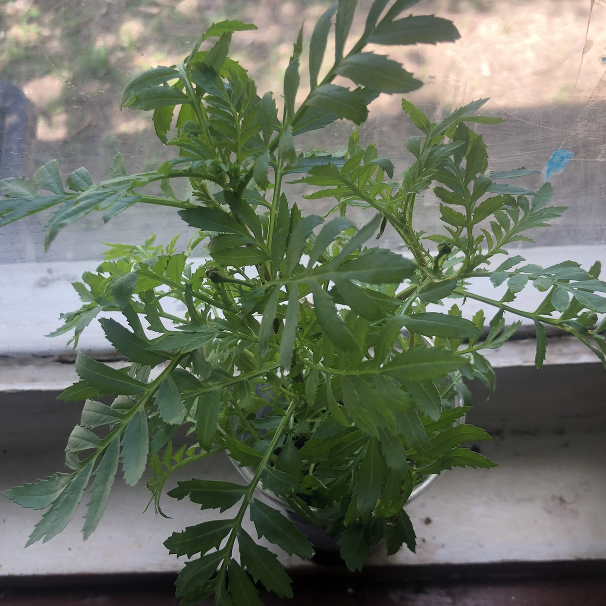 Photo of the plant species Apple 'Mary Golds' by @WinPukatea55 named Sprout jr on Greg, the plant care app